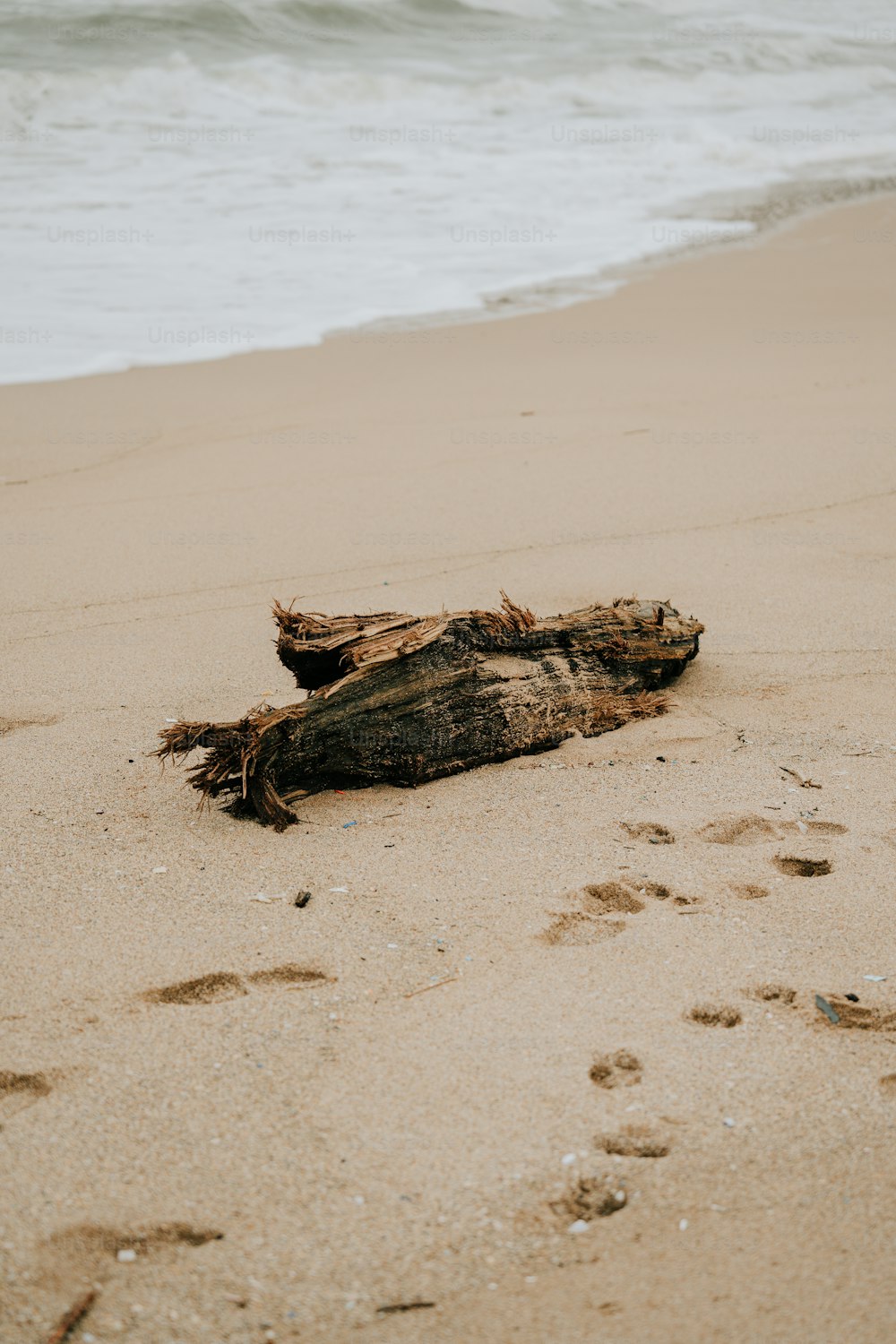 a piece of driftwood on a beach with footprints in the sand