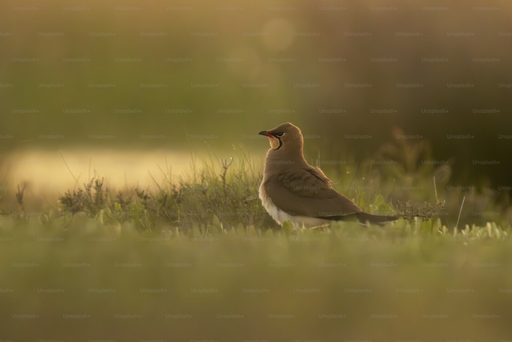 um pequeno pássaro em pé em um campo gramado