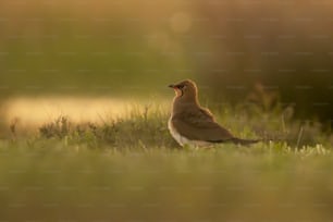 a small bird standing in a grassy field