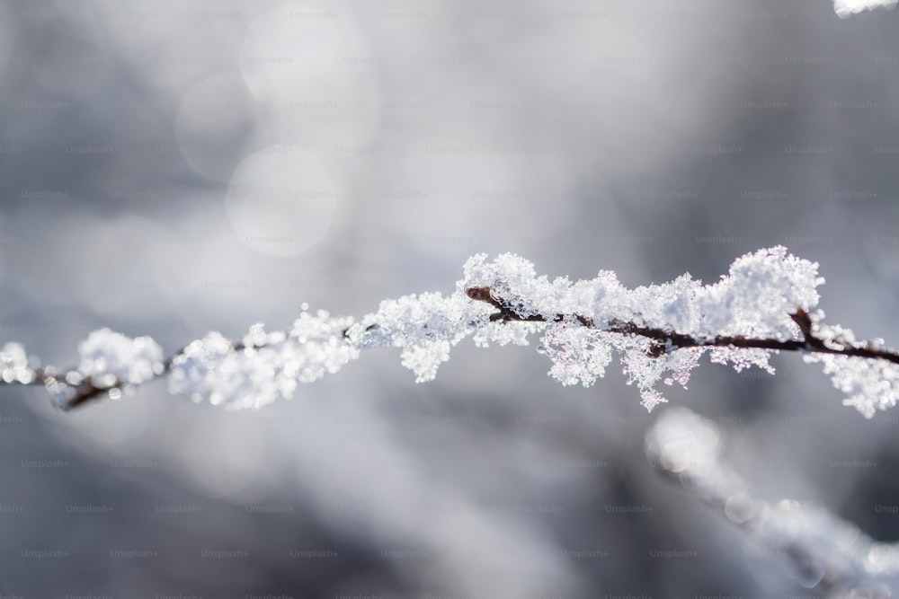 a close up of a branch with snow on it