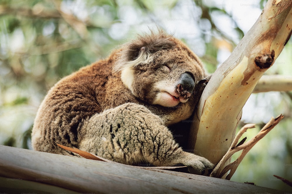 Un koala durmiendo en la parte superior de la rama de un árbol