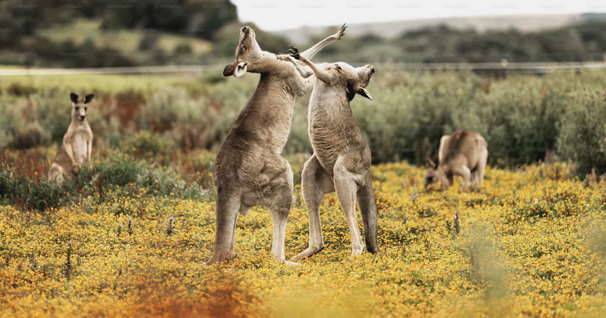 Two kangaroos playing in a field of yellow flowers photo – Animal Image ...