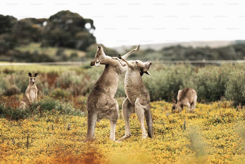 two kangaroos playing in a field of yellow flowers