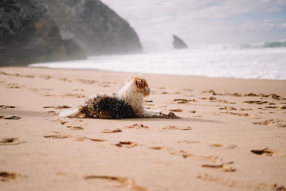 a dog laying on a beach next to the ocean