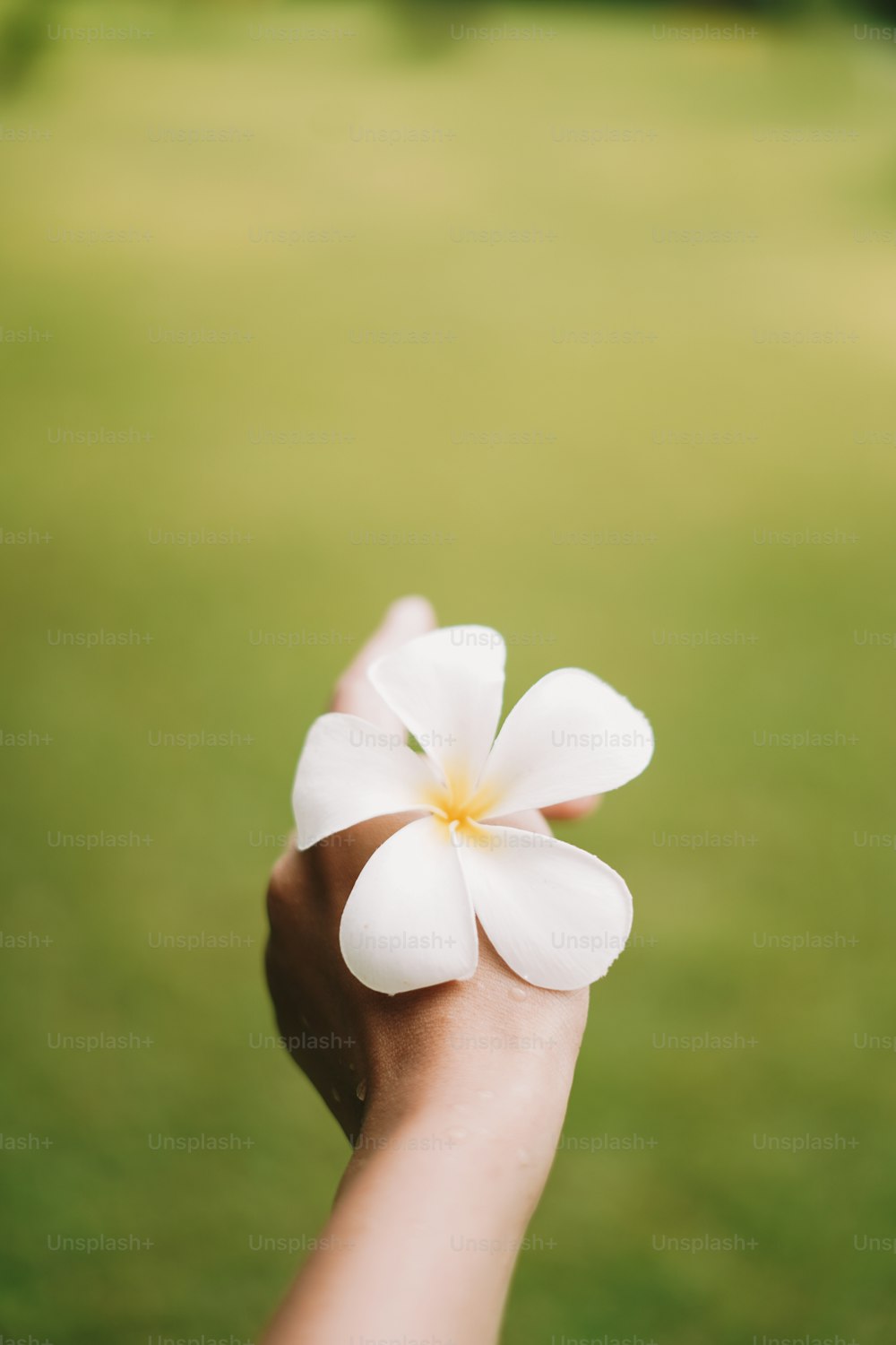 손에 흰 꽃을 들고 있는 사람