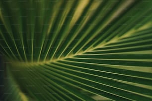 Una vista de cerca de una hoja de palma verde