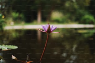 연못 한가운데에 앉아있는 보라색 꽃