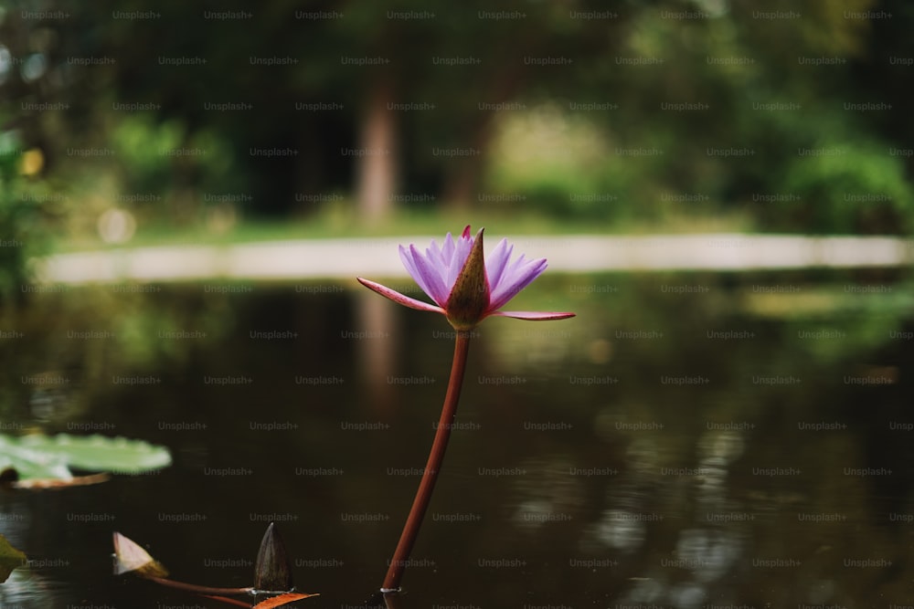 a purple flower sitting in the middle of a pond