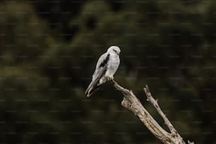 un uccello bianco seduto in cima al ramo di un albero