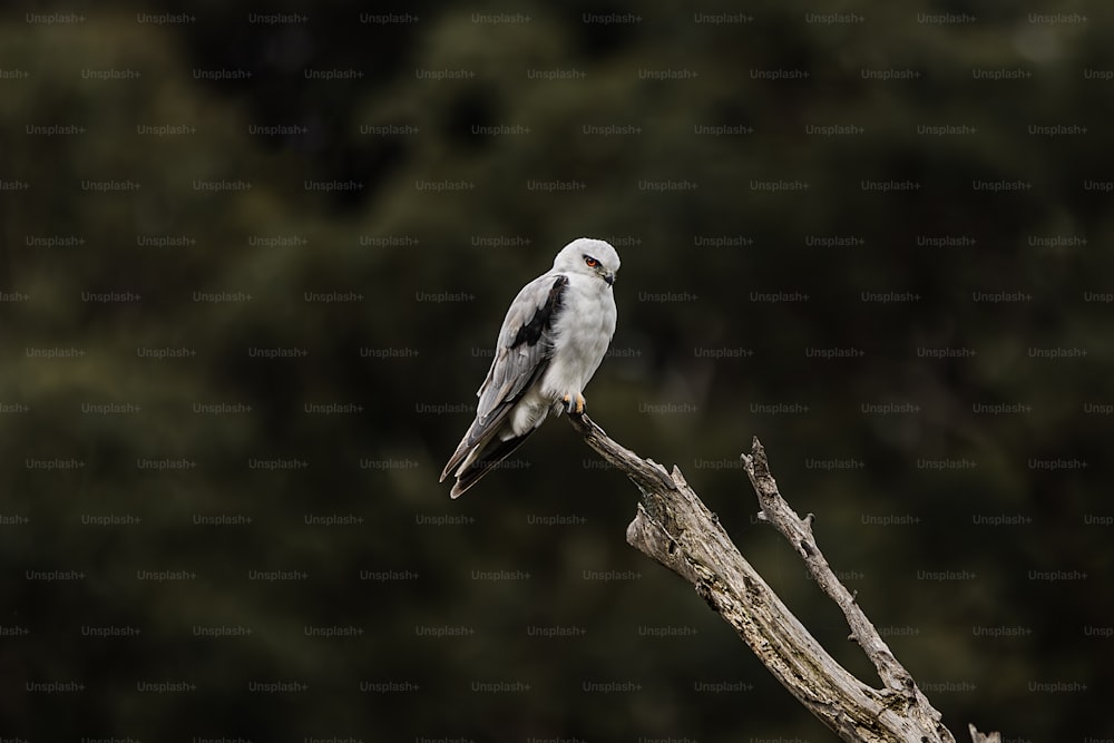 ein weißer Vogel, der auf einem Ast sitzt