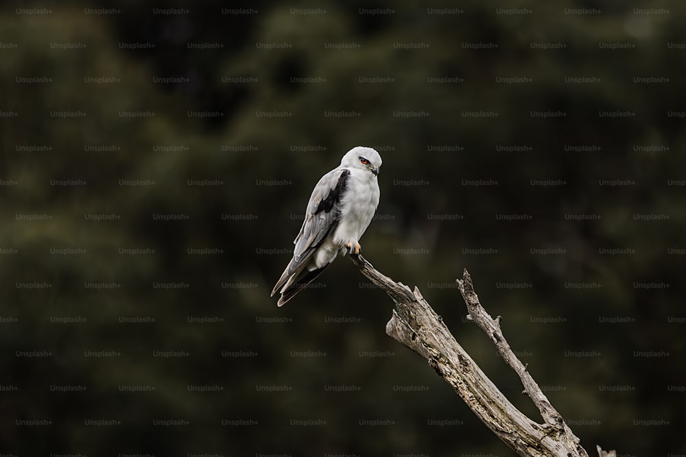 un oiseau blanc assis au sommet d’une branche d’arbre