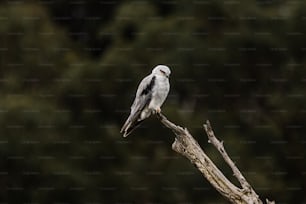 a white bird sitting on top of a tree branch