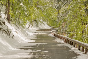 eine schneebedeckte Straße, die von Bäumen und Schnee gesäumt ist