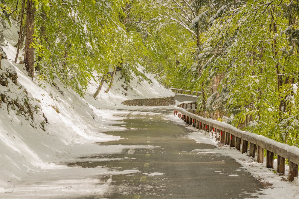 a snow covered road lined with trees and snow