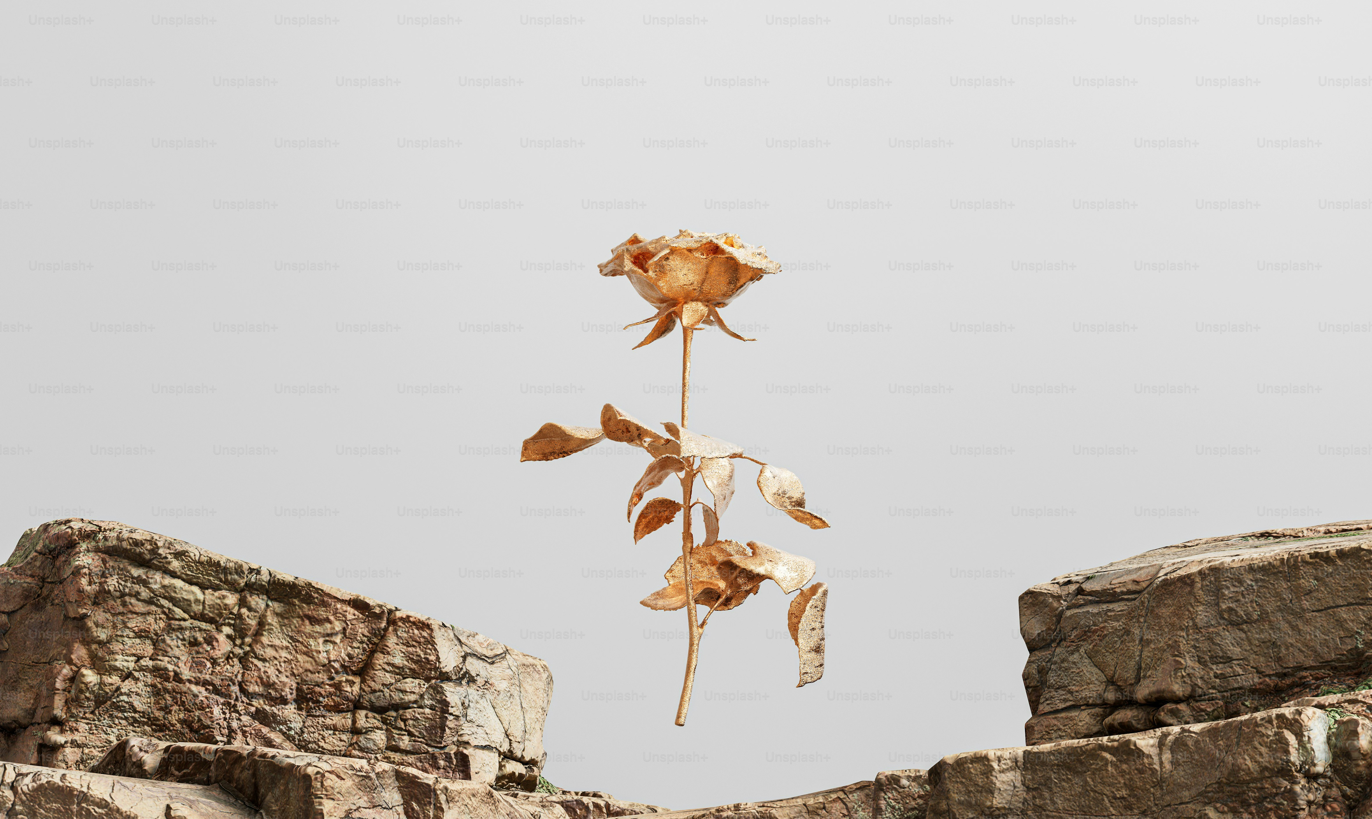 a dried flower on top of a stone wall