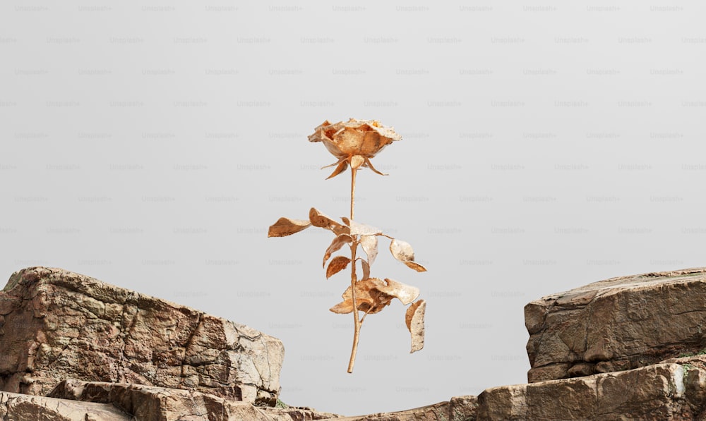une fleur séchée au sommet d’un mur de pierre