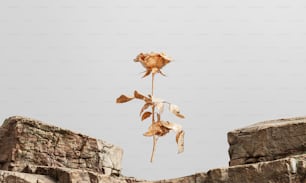 a dried flower on top of a stone wall