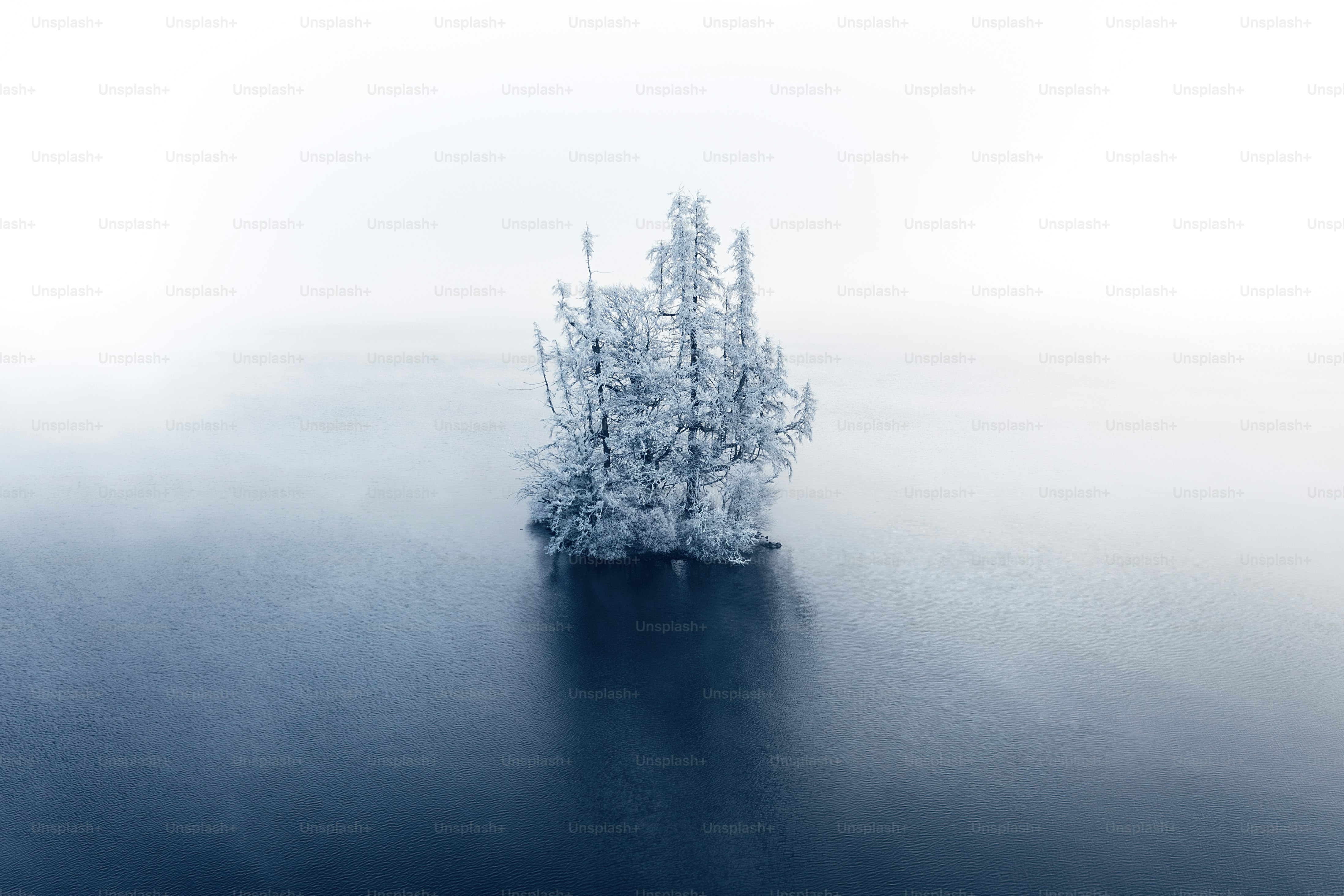 Un arbre solitaire au milieu d’un lac