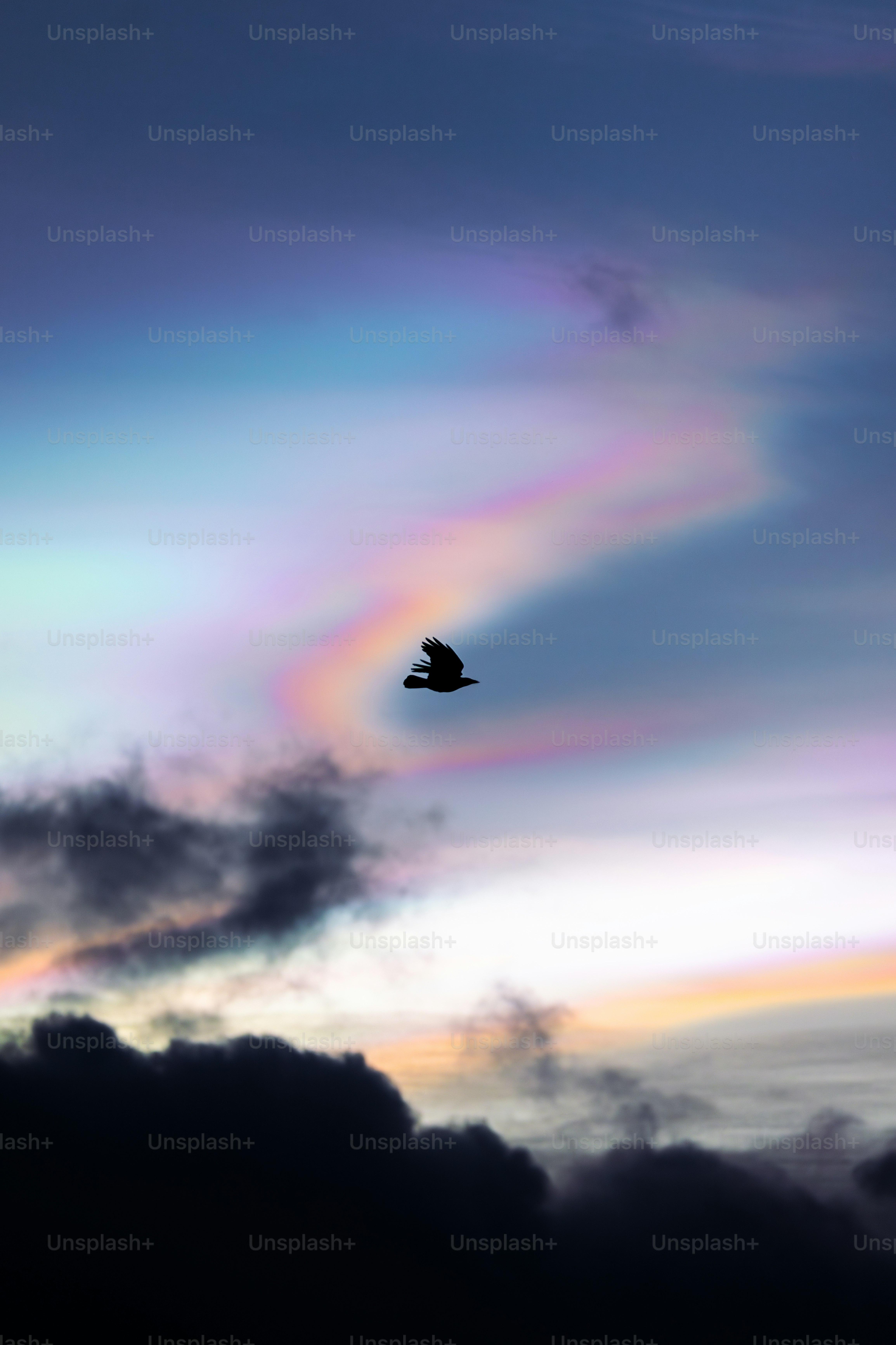ein Vogel, der am Himmel mit einem Regenbogen im Hintergrund fliegt