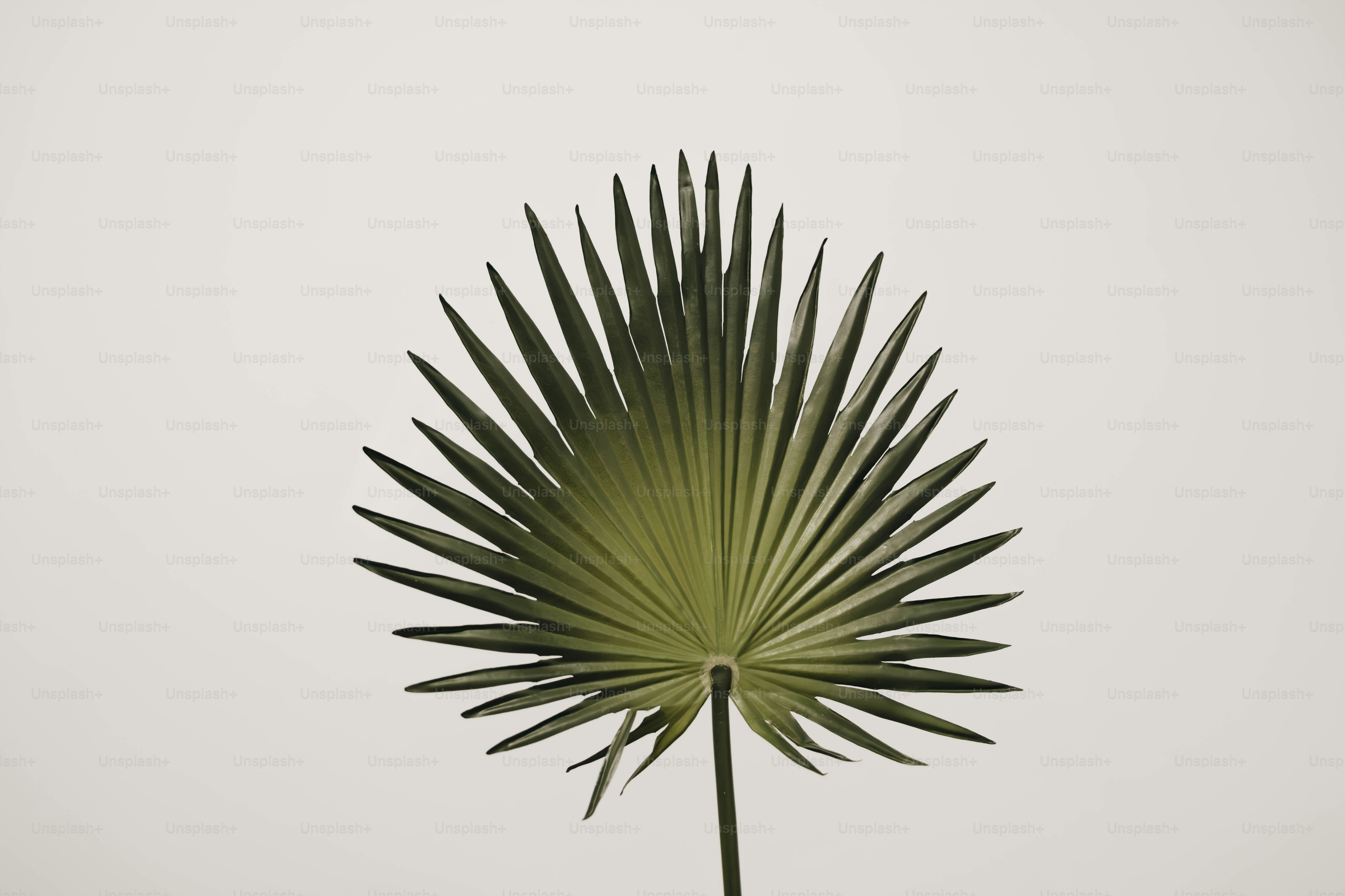 Saw Palmetto