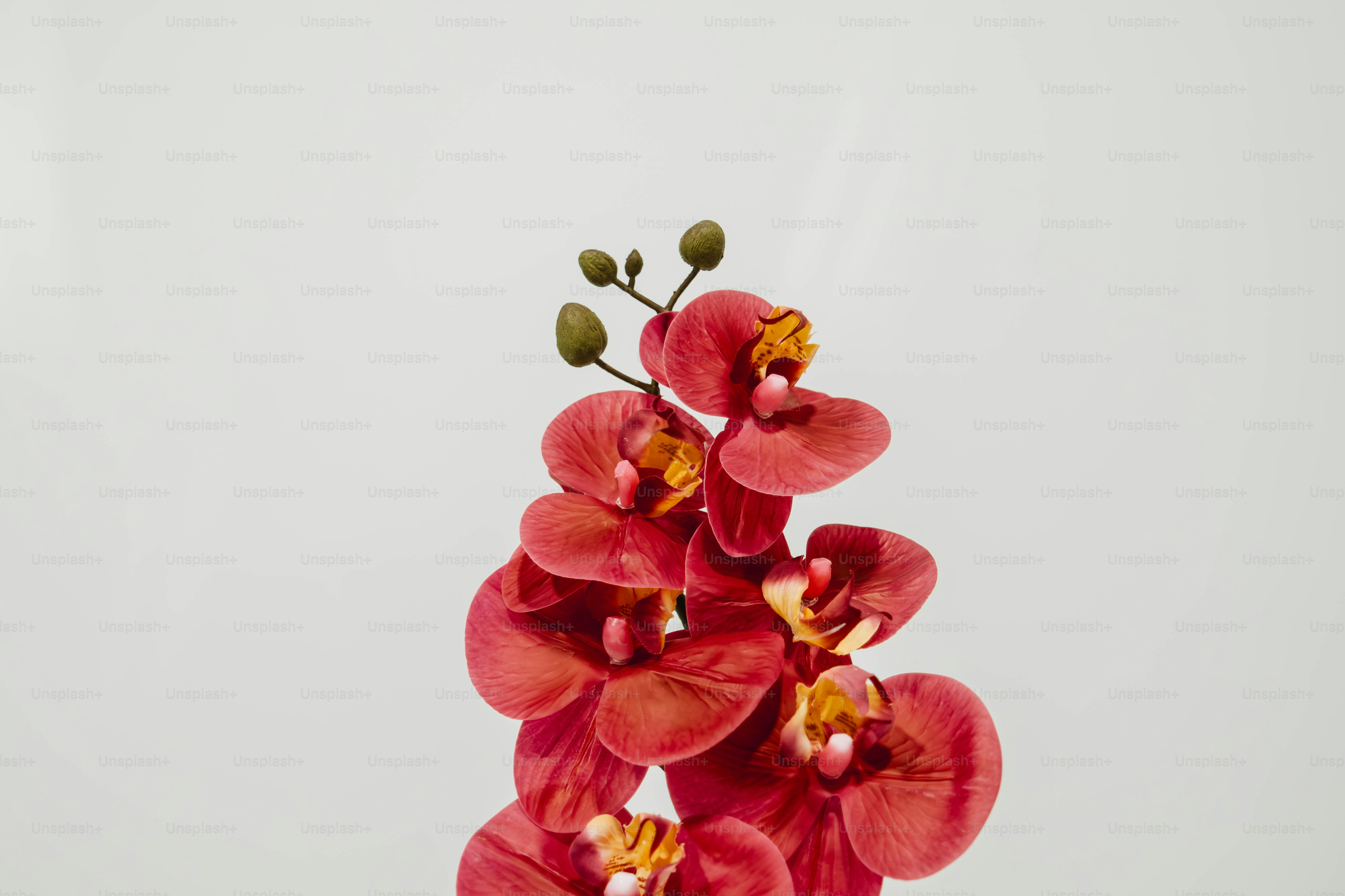 a close up of a red flower on a white background