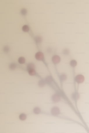 a blurry photo of a flower on a wall
