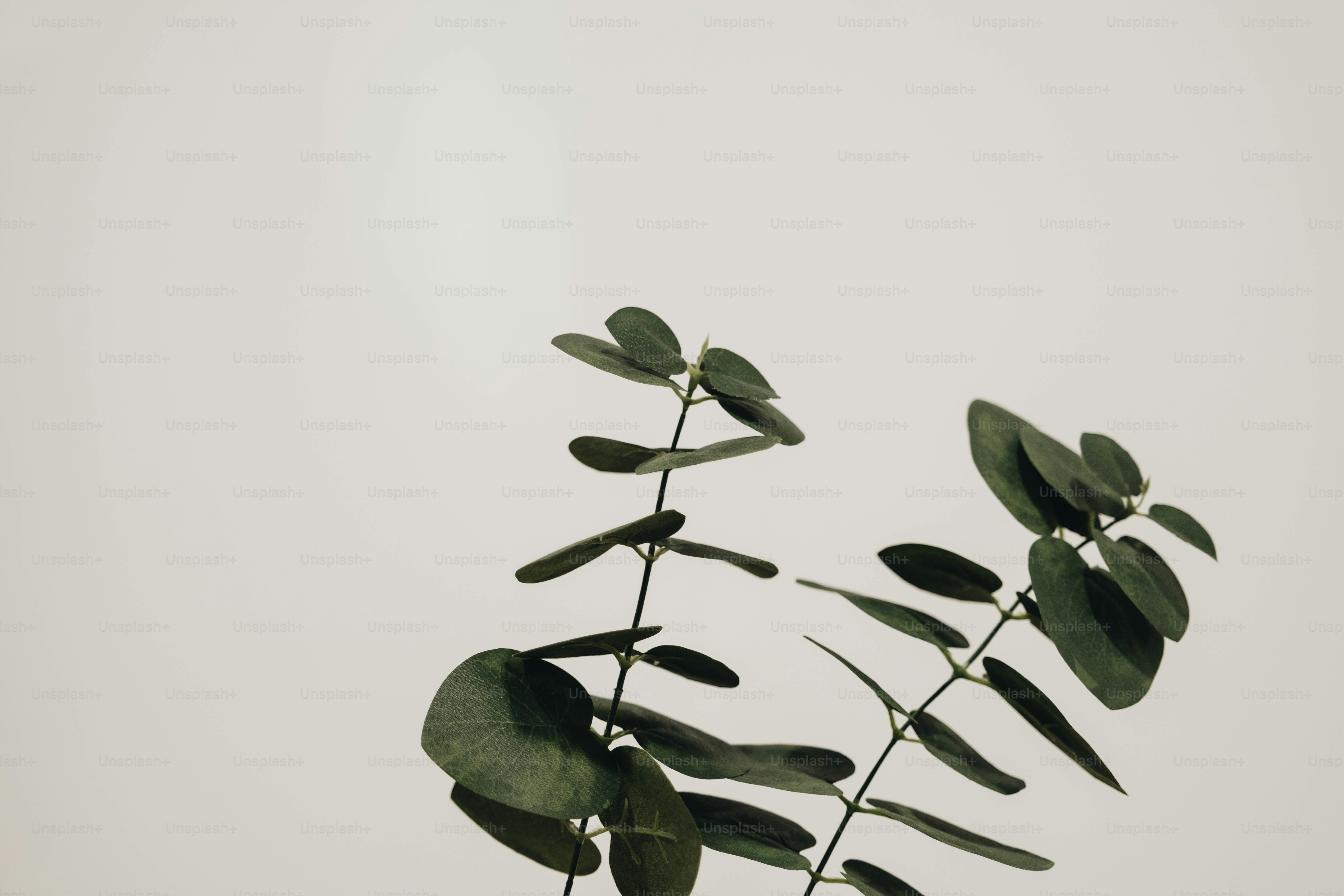 a plant with green leaves on a white background