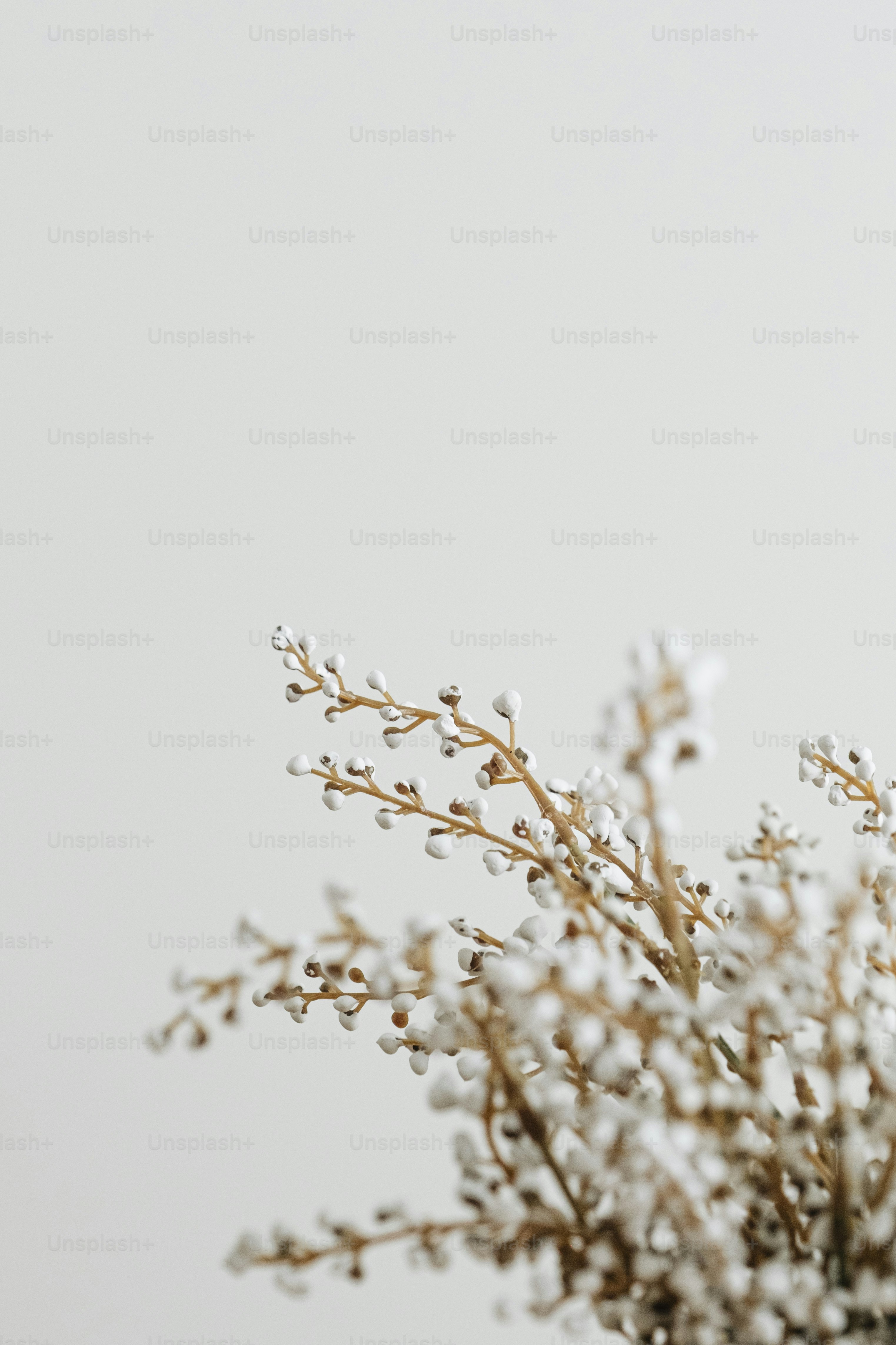 a vase filled with white flowers on top of a table