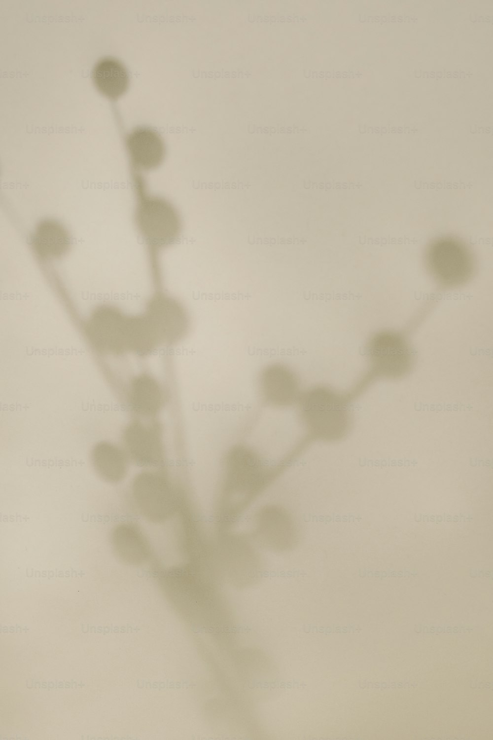 l’ombre d’une plante sur un mur