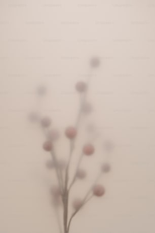 a small tree with lots of leaves in a foggy area