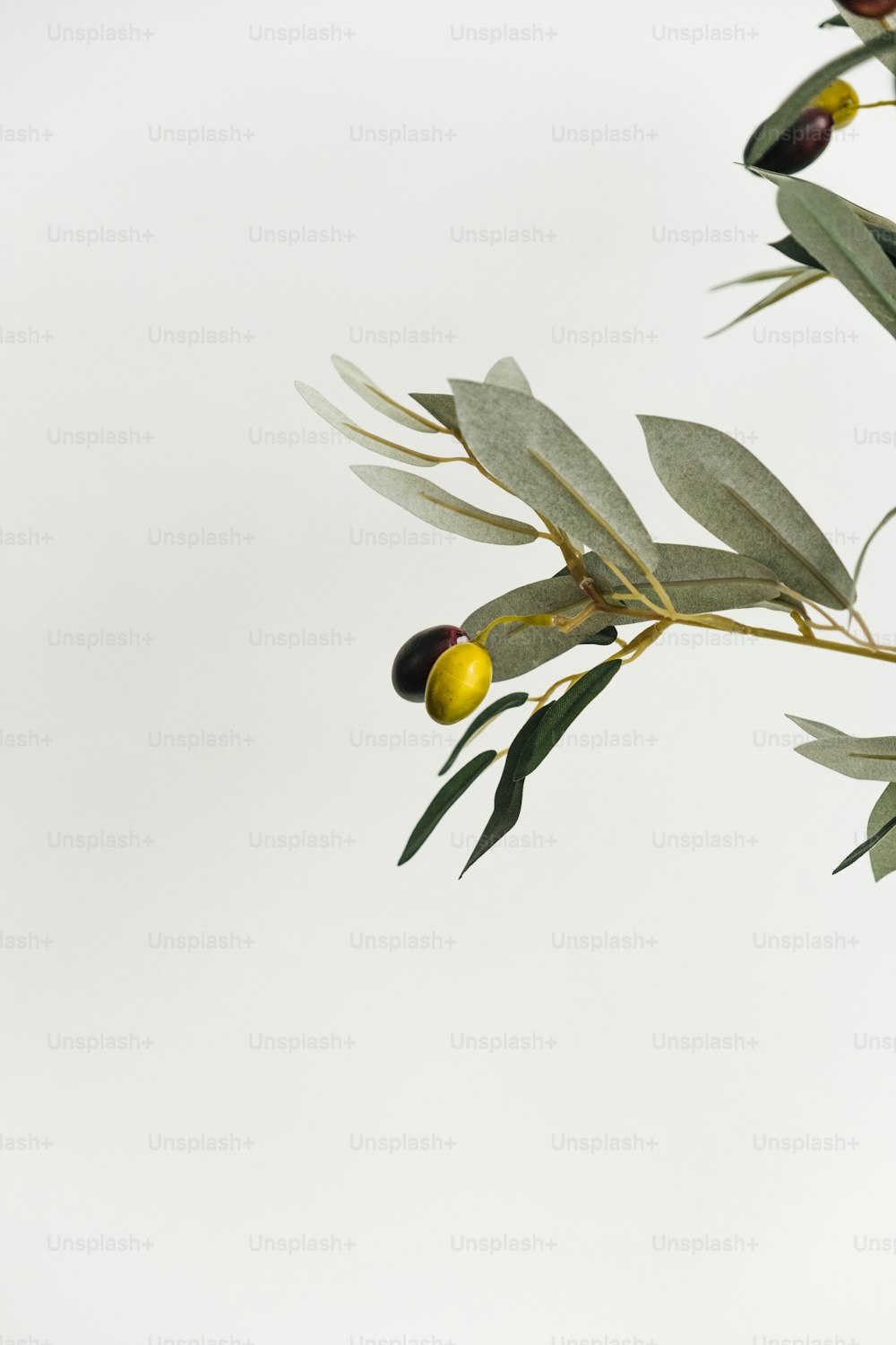 una rama con olivos y hojas sobre fondo blanco