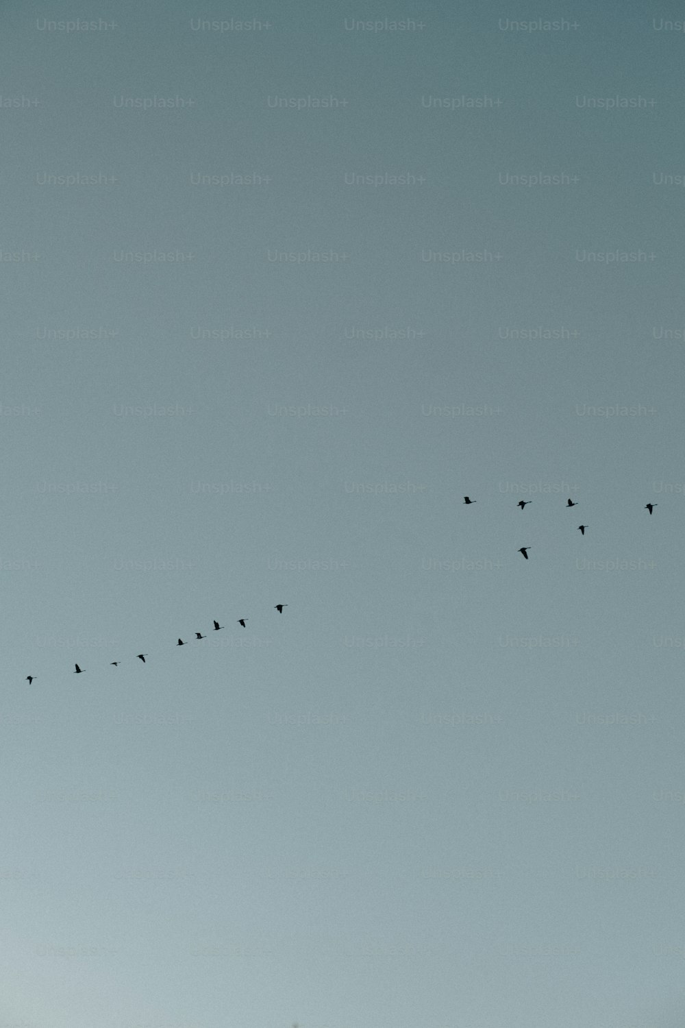 um bando de pássaros voando através de um céu azul