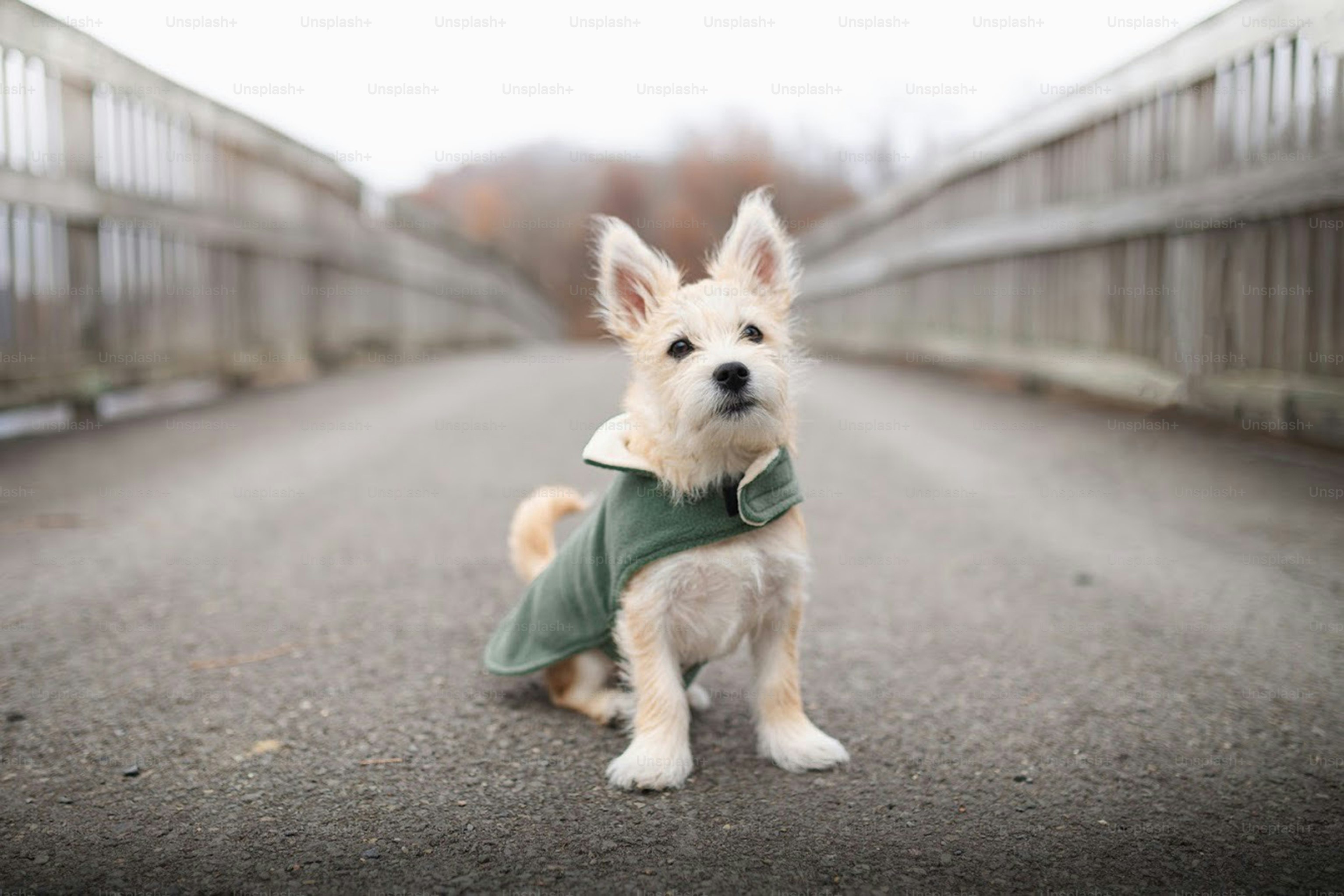 Bilder zum Thema Westie Kostenlose Bilder auf Unsplash herunterladen