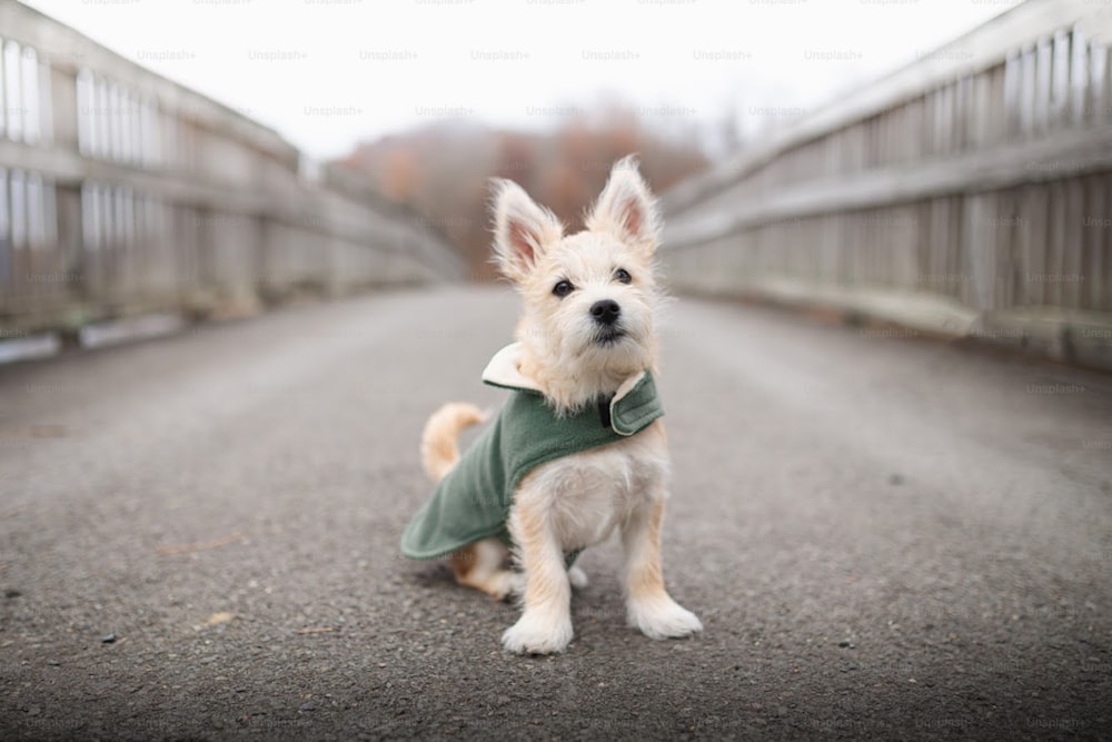 a small white dog wearing a green coat