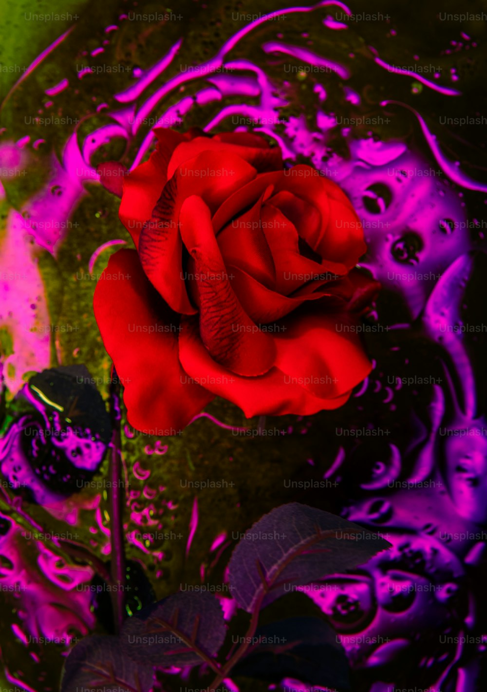 eine rote Rose sitzt auf einem Tisch