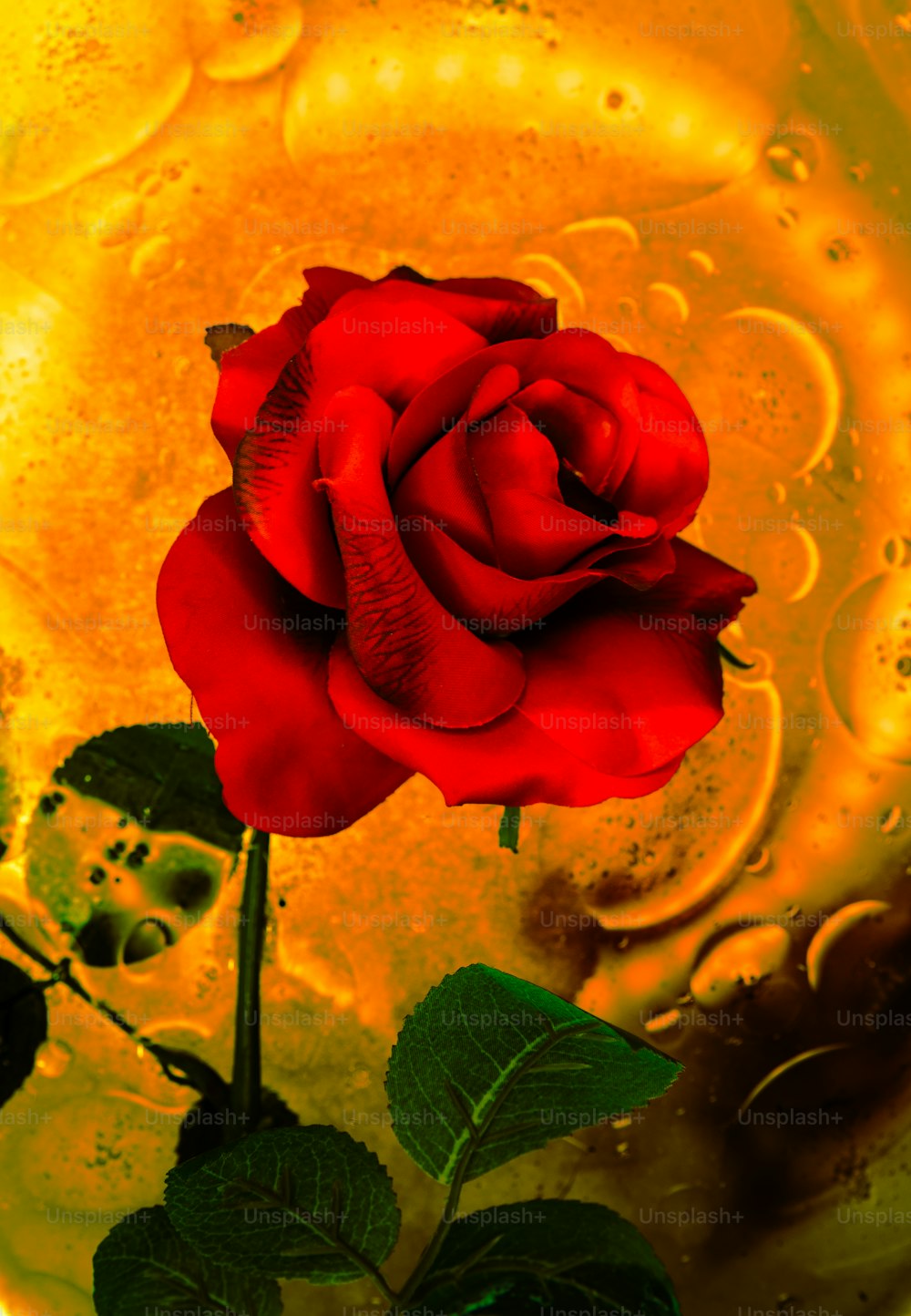 Eine rote Rose sitzt in einer Glasvase