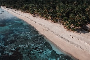 an aerial view of a sandy beach with palm trees