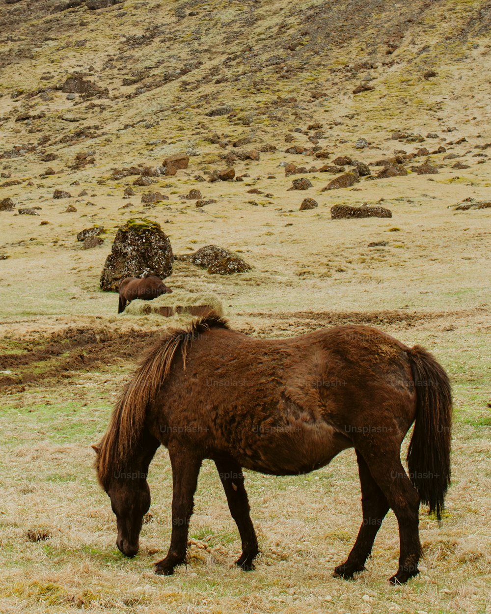 un caballo marrón comiendo hierba en un campo