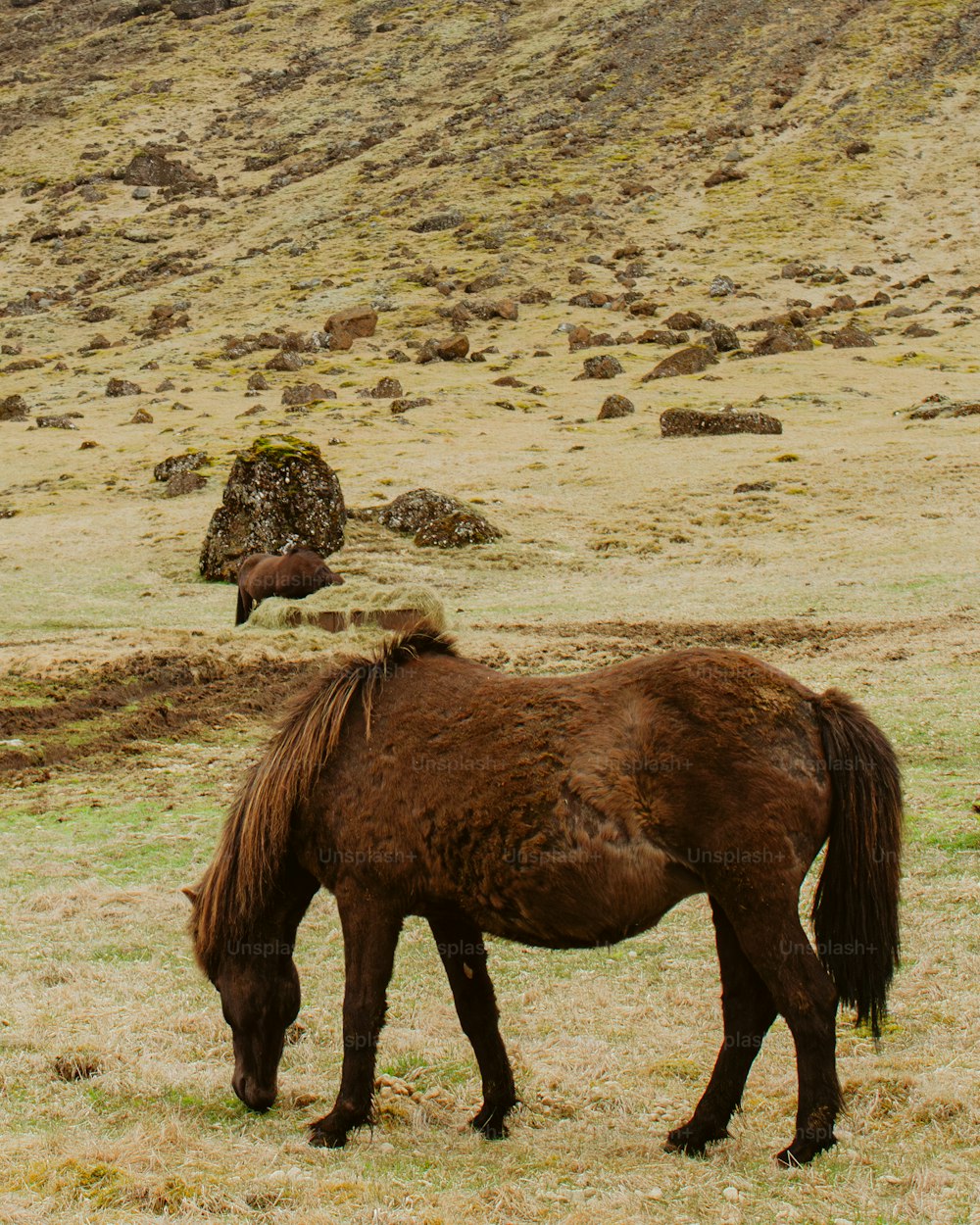 a brown horse eating grass in a field