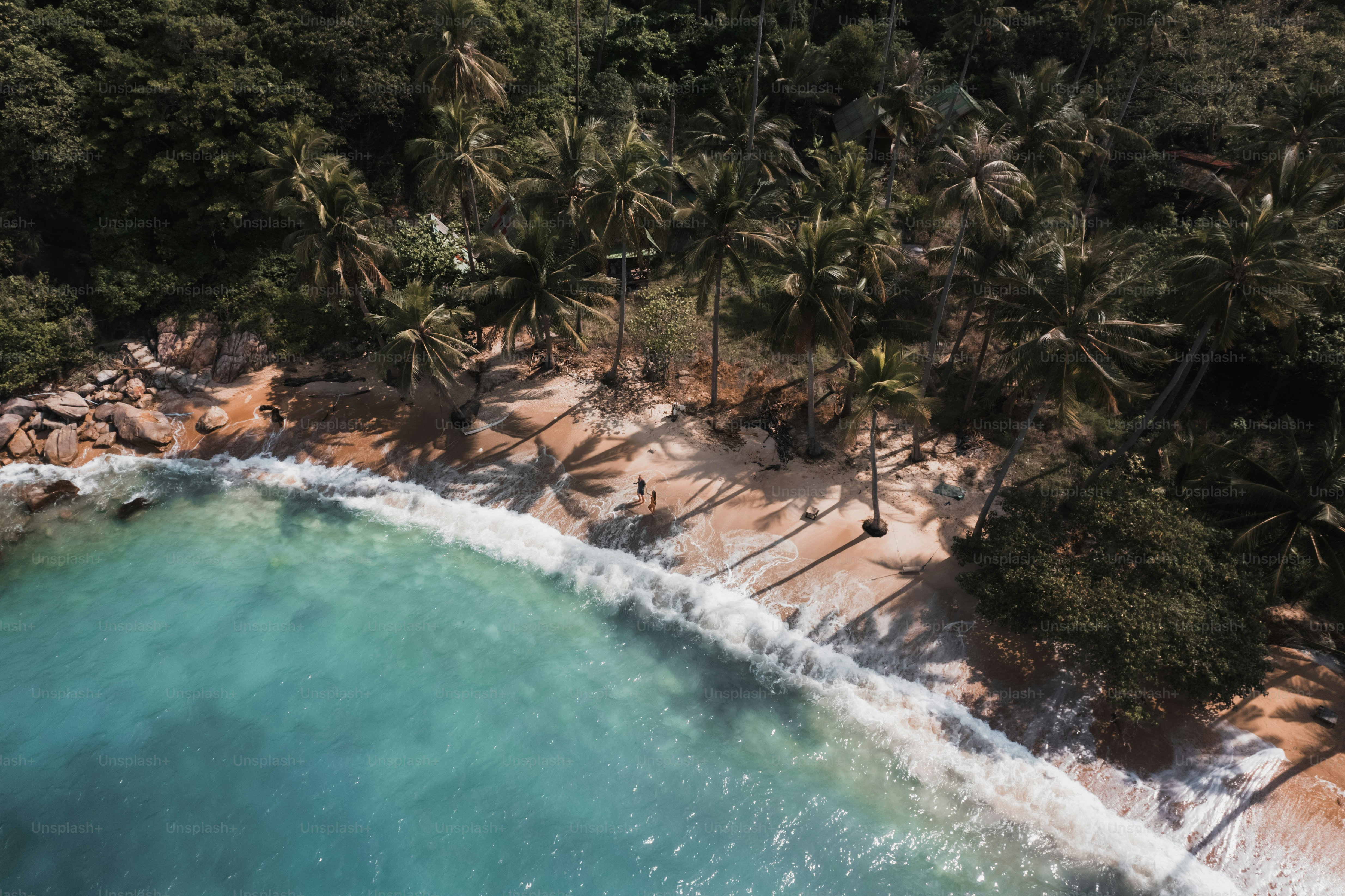 an aerial view of a beach with palm trees