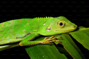 un primer plano de un lagarto verde en una hoja