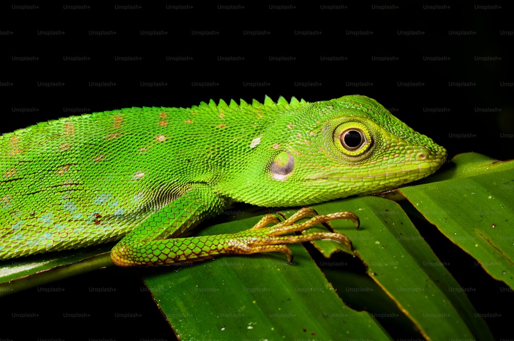 um close up de um lagarto verde em uma folha