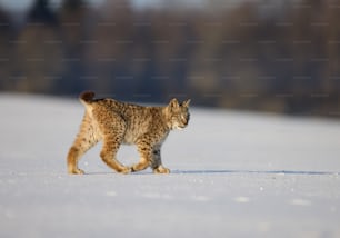 a small cat walking across a snow covered field