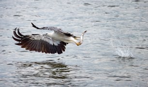 um pássaro voando sobre um corpo de água com um peixe na boca