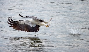 a bird flying over a body of water with a fish in it's mouth