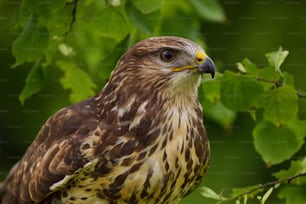 a brown and white bird perched on top of a tree branch