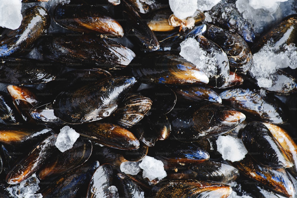a pile of mussels sitting on top of ice