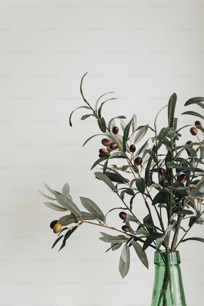 A branch of an olive tree with olives on it photo – Stick Image on Unsplash