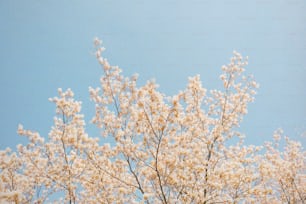 a tree with white flowers against a blue sky