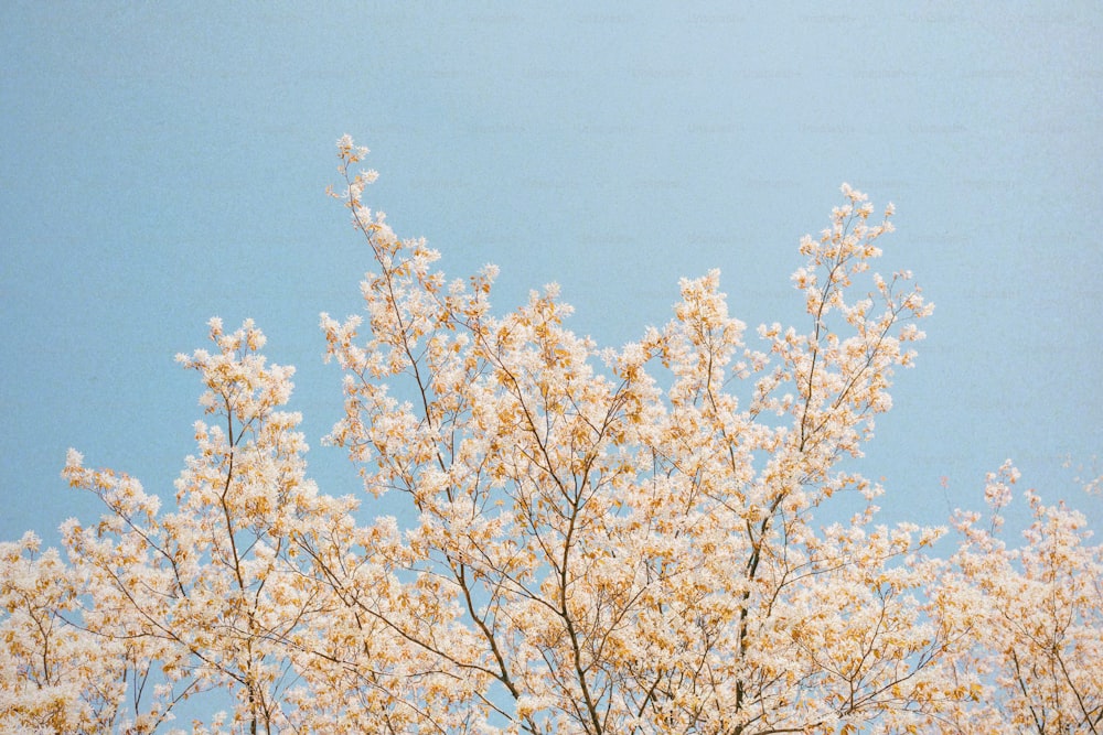 un albero con fiori bianchi contro un cielo blu
